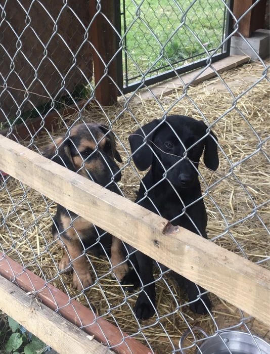 Czarny młody pies szuka kochających ludzi