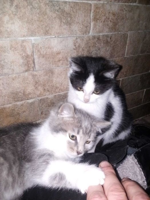 Кошенята-хлопенята в добрі руки