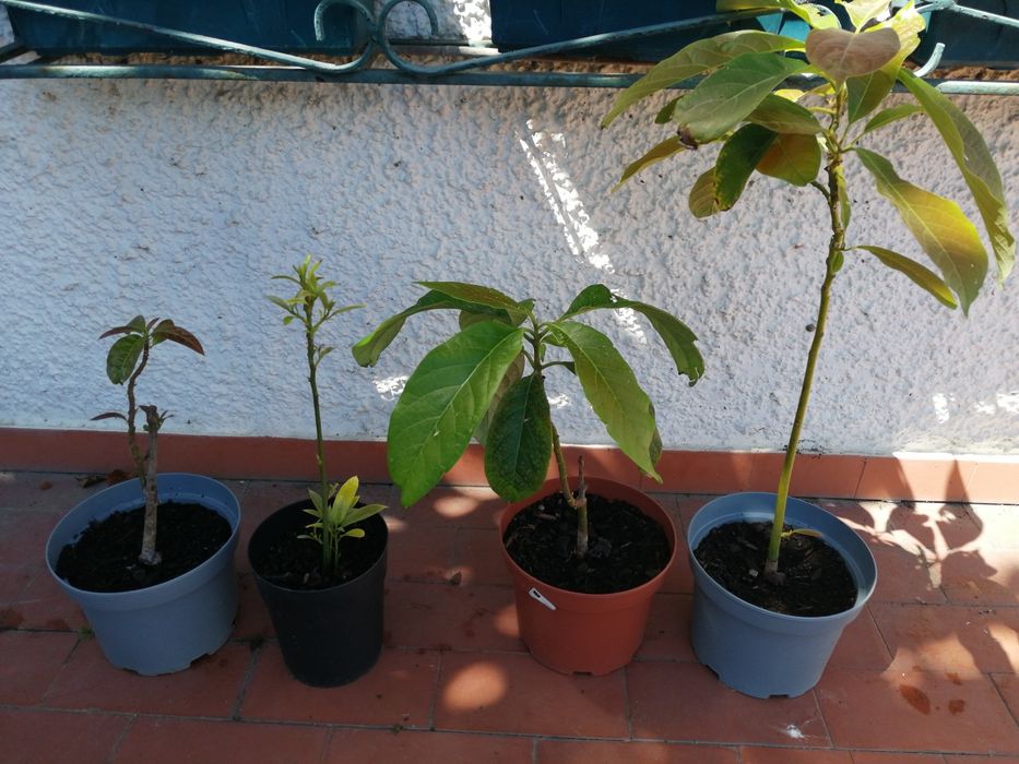Abacateiros, árvores.