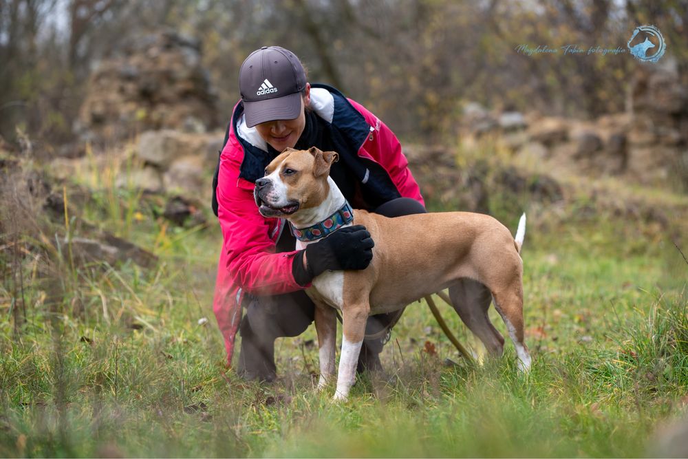 Amstaff dla miłośników rasy. Mądra, ułożona i wysportowana suczka.