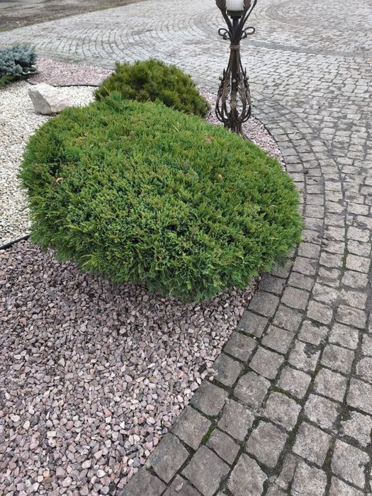 Декоративна стрижка. Догляд за деревами, кущами,квітами, територією