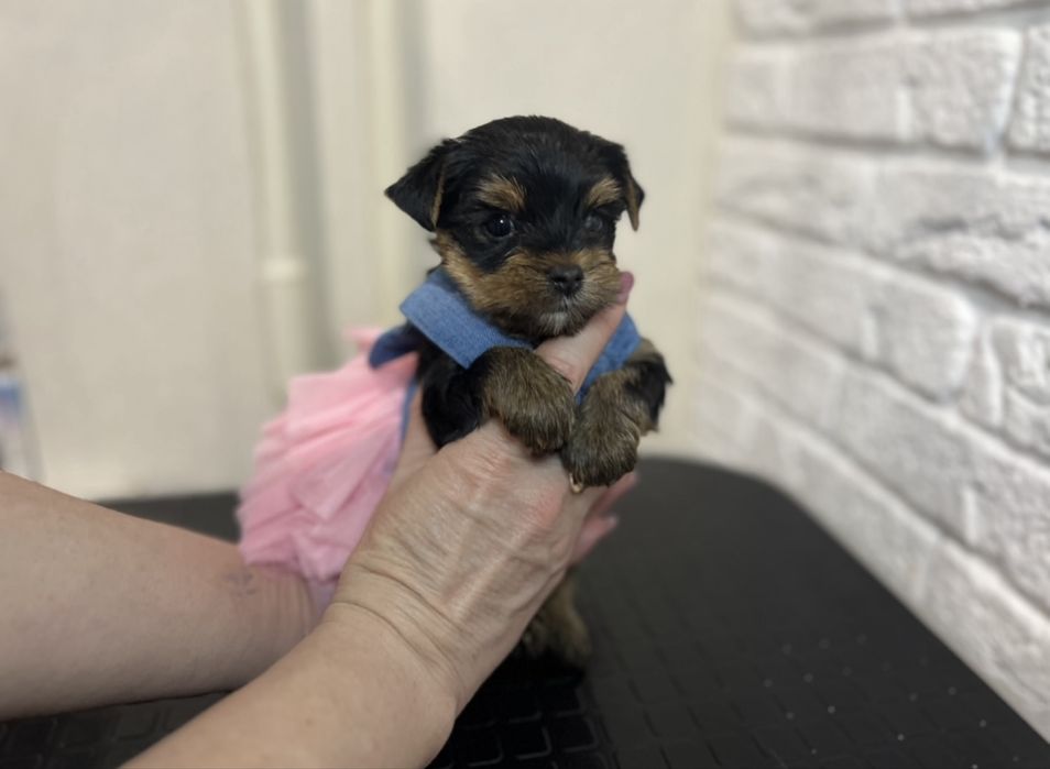 Девочка йоркширский терьер КСУ FCI baby face.