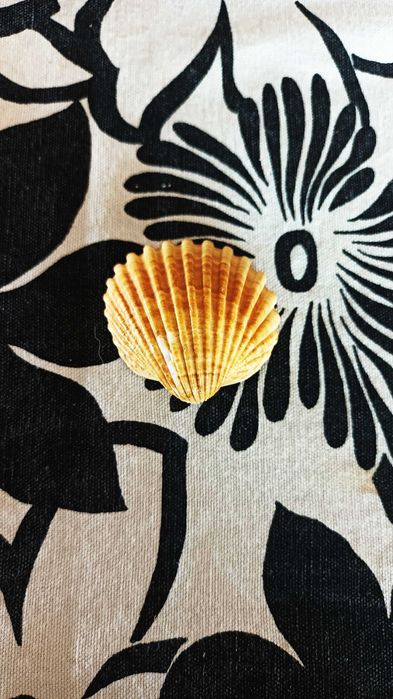 Concha Castanha clara - Bonita ( Decoração )