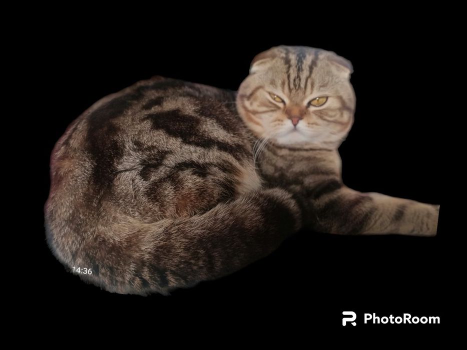 Котик скотіш фолд