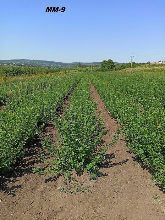 Підщепи М9, ММ106, М26, жерделя, алича, Кольт, Антипка