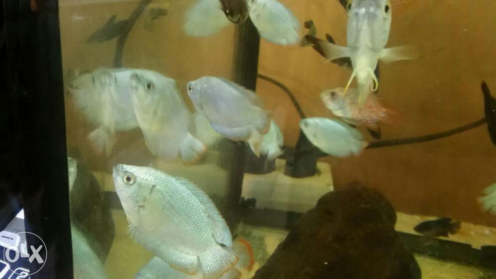 Prętnik karłowaty - neonowy