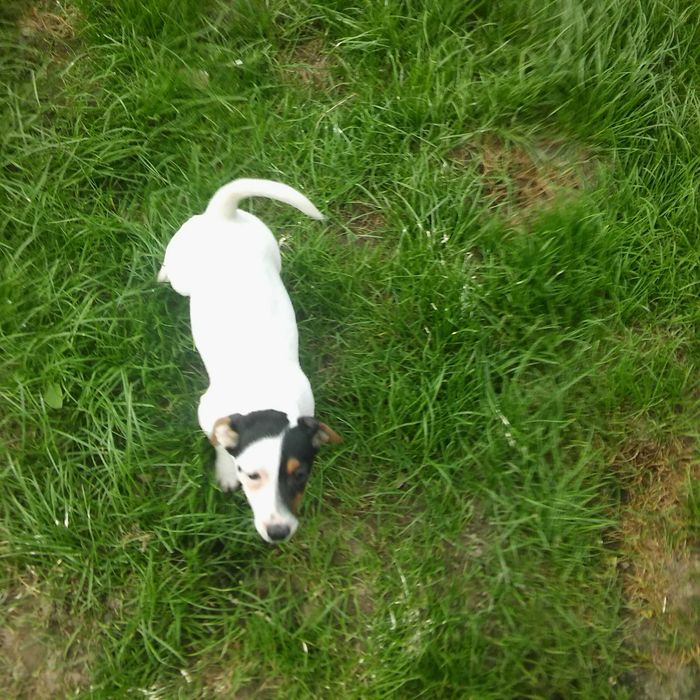 Jack Russell Terrier sunia
