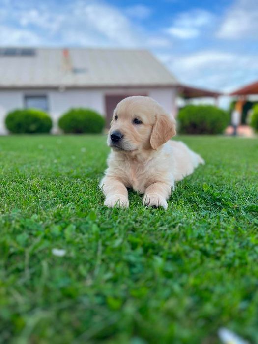 Golden Retriever
