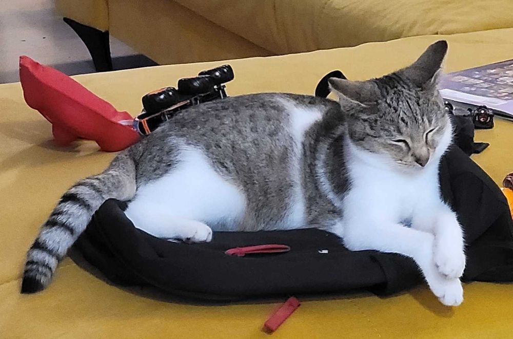 Urocza kotka szuka kochającego domu