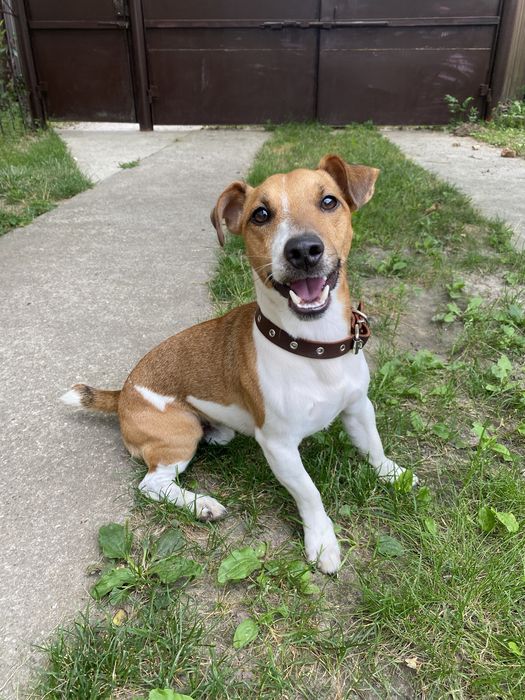 Джек Рассел шукає дівчинку, вʼязка Джек Рассел