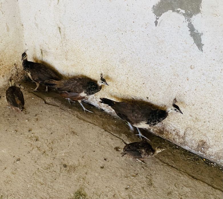 Pavōes jovens de varias racas e diferentes idades