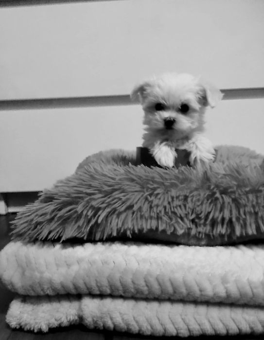 Słodziutki Bielutki Maltańczyk