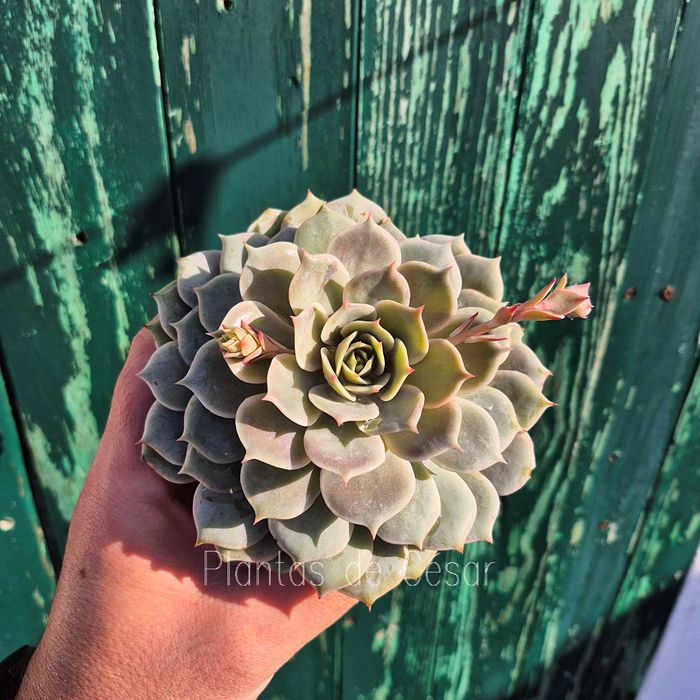 Suculentas (Figueira da foz ou via CTT)