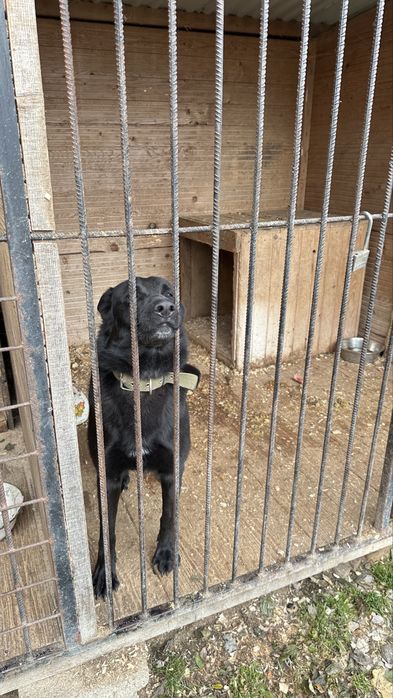 Вівчарка стерилізована шукає дім