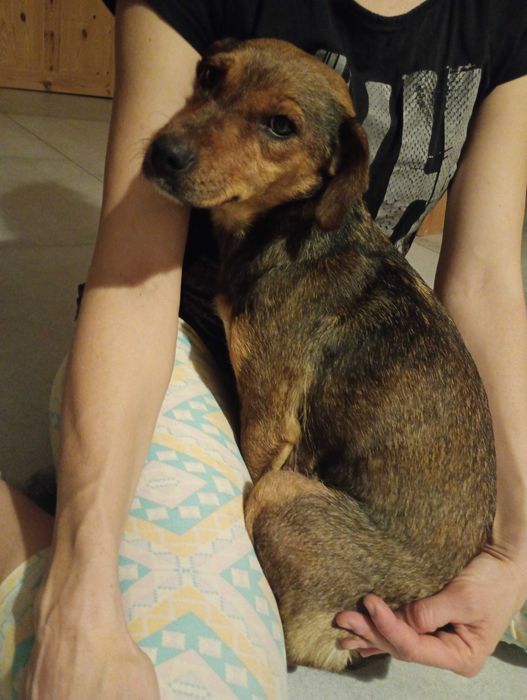 Oddam szczeniaka za darmo