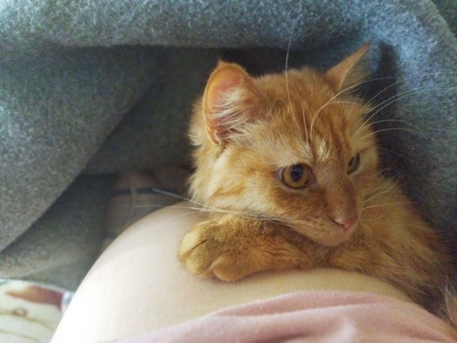 (СРОЧНО) Отдам Котика очень хороший котик