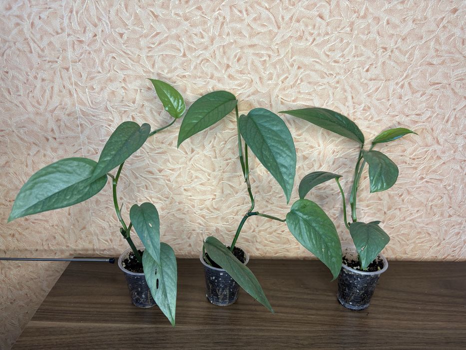 Епіпремнум Ceby Blue, сциндапсус