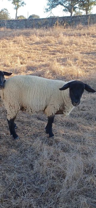 Suffolk macho 3 anos