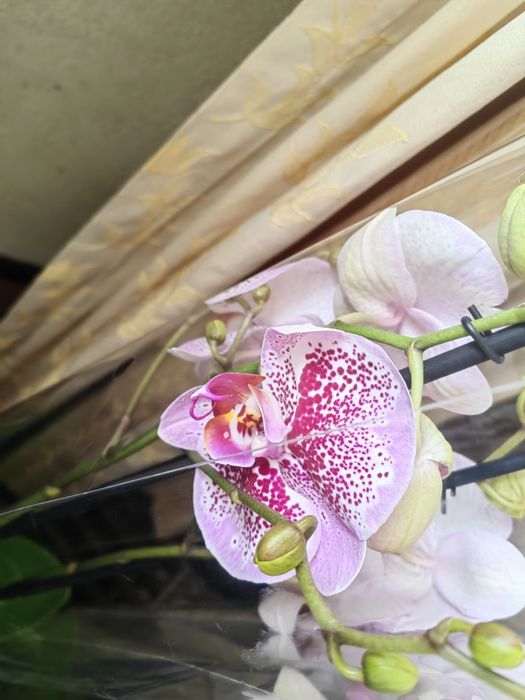Sprzedam storczyki ,orchidee