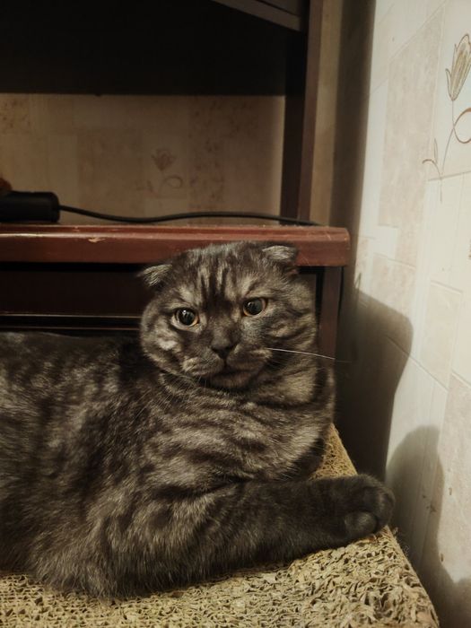 Шотланський вісловухий котик (скоттиш фолд)