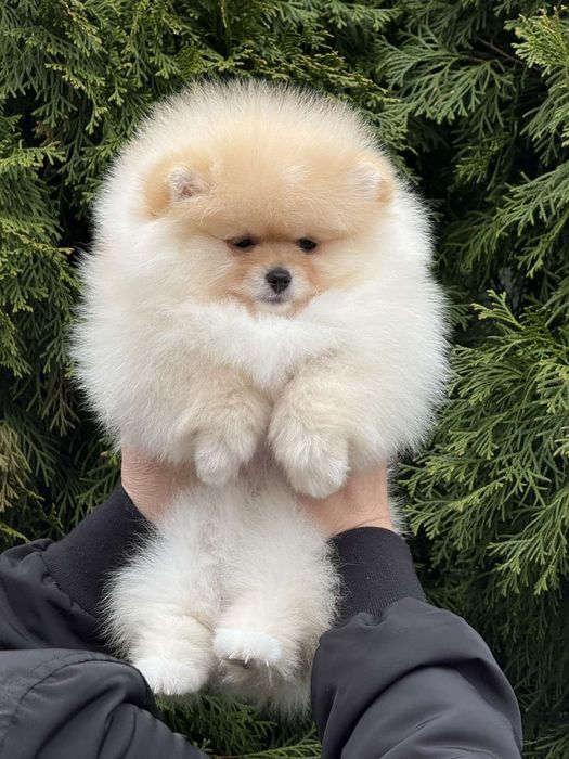 Дві дівчинки померанського шпіца