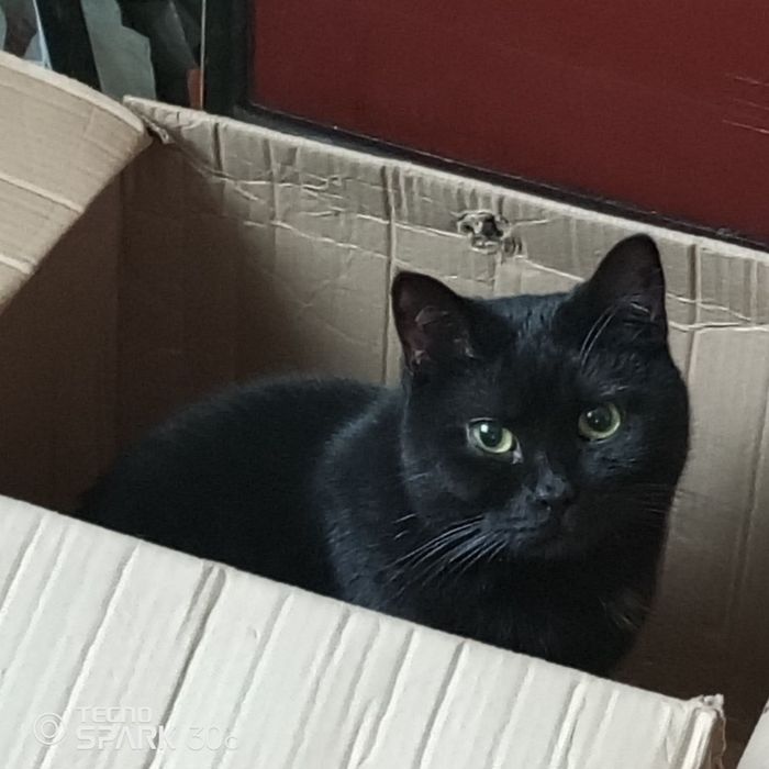 Прошу допомоги для котиків.