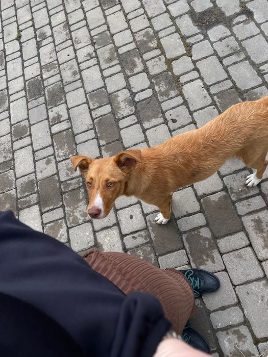 В добрі руки, собака дівчинка на імʼя Мальвіна