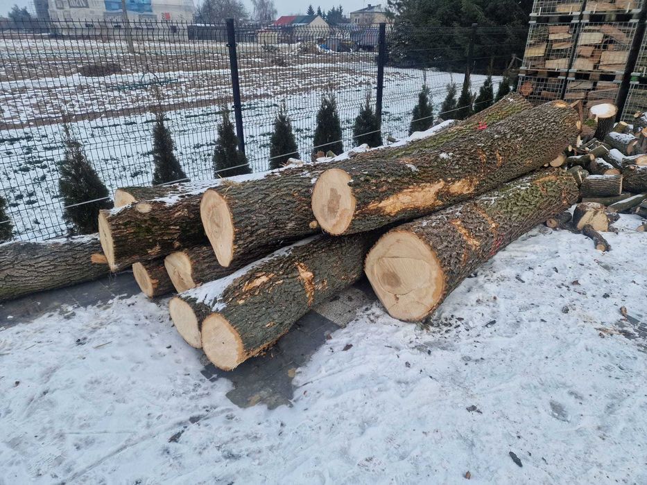 Kłoda Kłody Jesion drewno