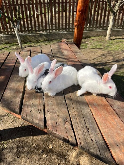 Продаж кролів !