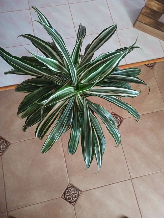 Продам драцену окаймленную .