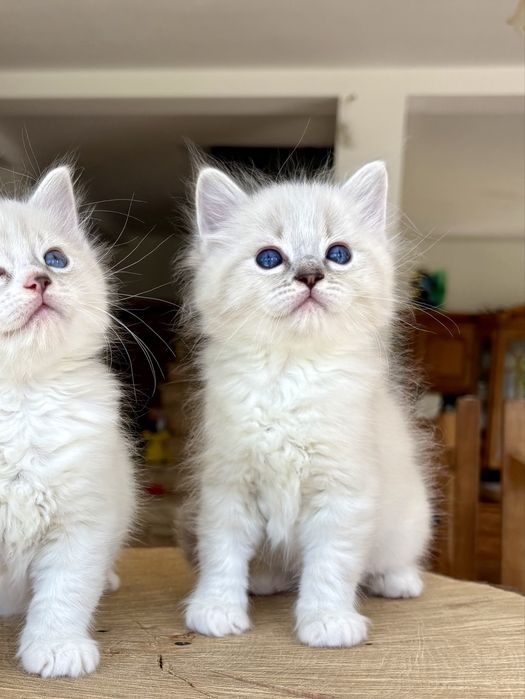 Ragdoll FPL kocurek blue mitted tabby