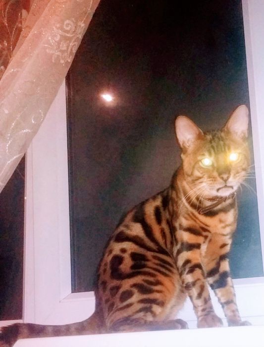 Бенгальські кошенята