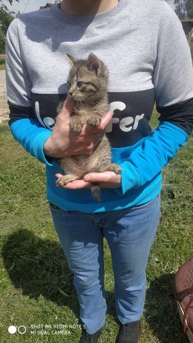 Котята в добрі руки