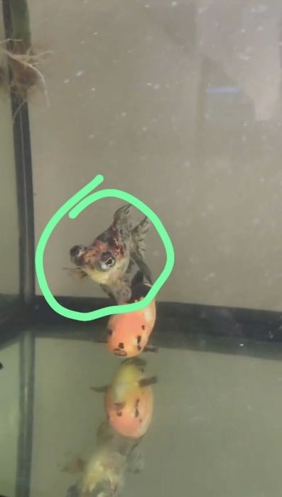 Oranda (ler bem descrição)