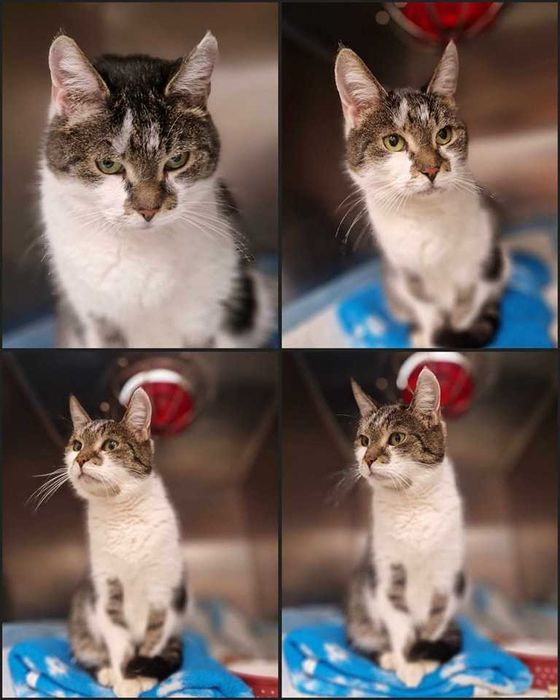 Kochani poszukujemy domu tymczasowego dla naszej Celinki na JUŻ