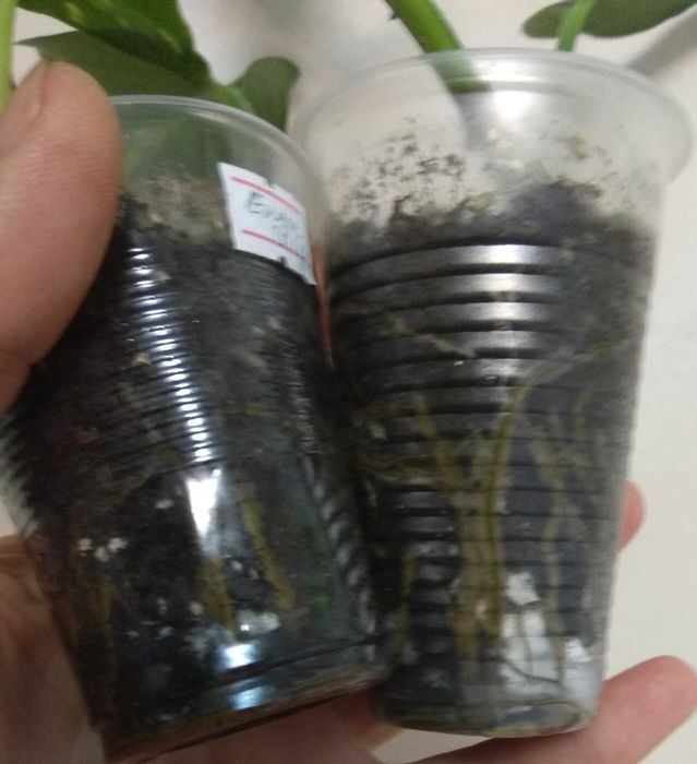 Продам сциндапсуси 14 сортів