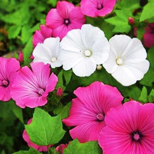 Лаватера блискуча