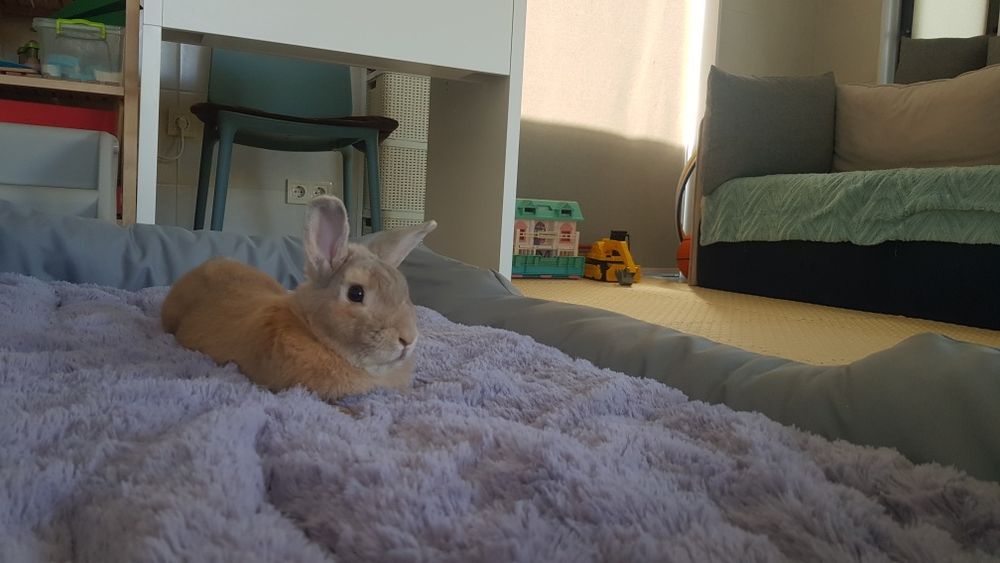 Кріль шукає наречену