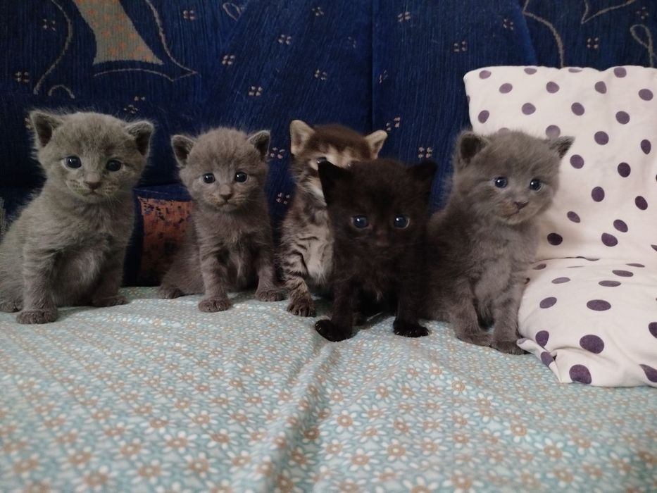 Віддам котенят в добрі руки