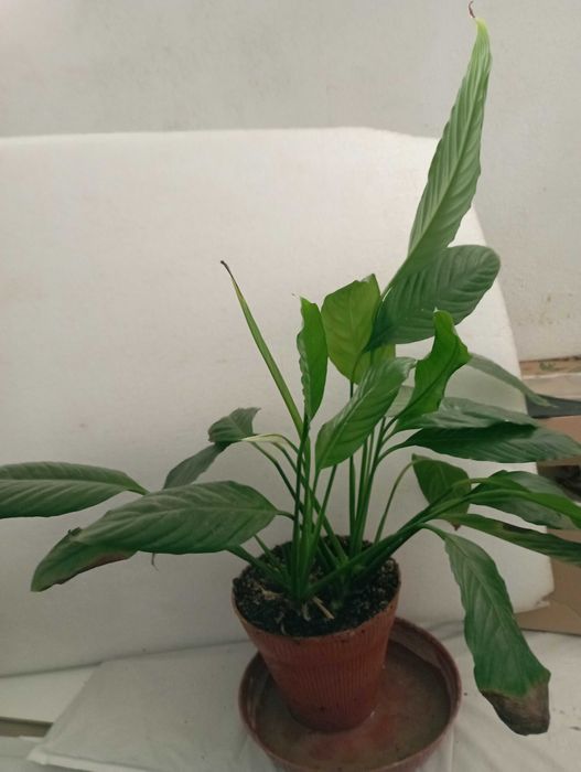 Planta Lírio da Paz