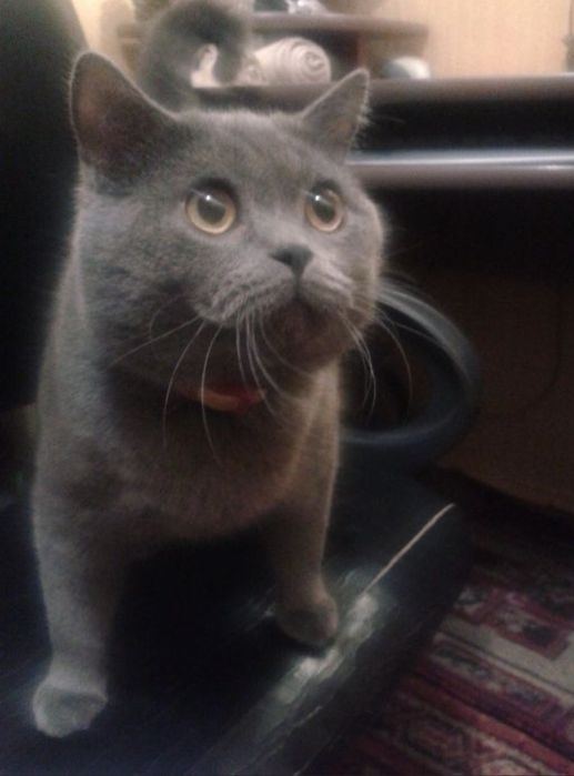 Шотландські кошенята