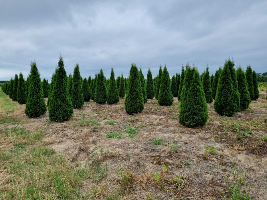 Tuja szmaragd 250 cm, żywotnik zachodni ,,smaragd", Thuja occidentalis