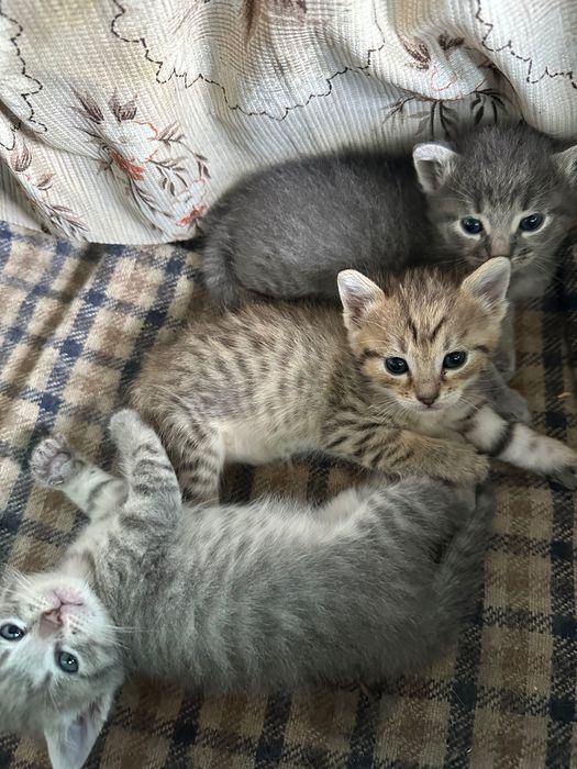 Відаю котиків у добрі руки