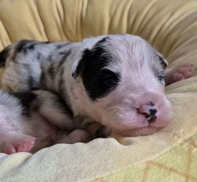 Border collie piesek blue merle