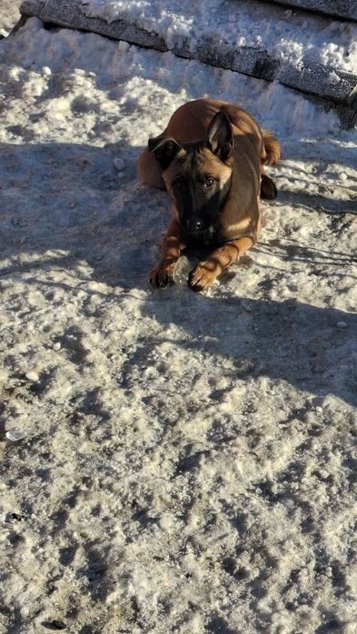 Owczarek belgijski malinois szczeniak samiec