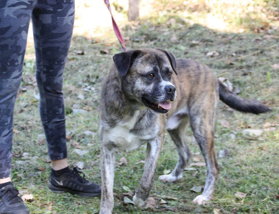 Pies Boguś, oddam psa, psy do adopcji