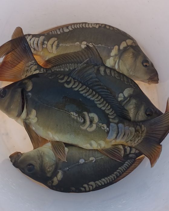 Karp królewski dwulatek