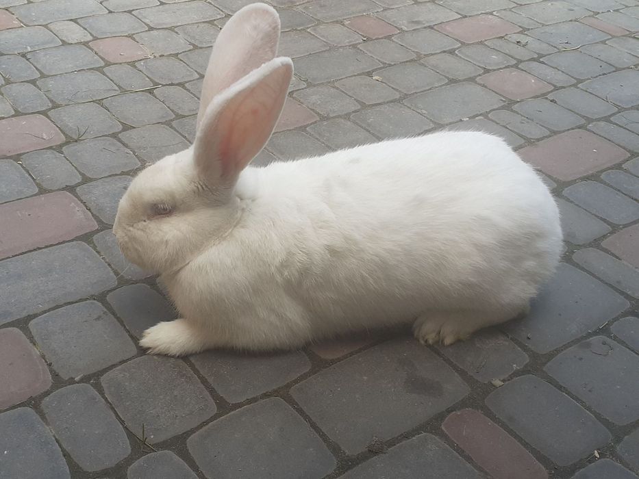 Продаю самці різної породи