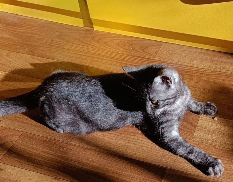 Шотландська кішечка