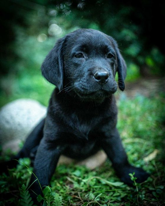 Piękny szczeniaczek labradora ZKwP/FCI gotowy na nowy domek